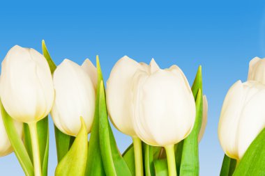 Tulips clipart