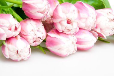 Pink tulips clipart