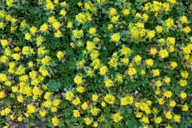 Sarı flowerbed