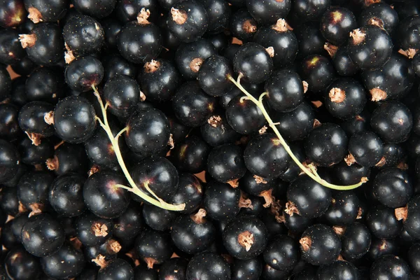 stock image Blackcurrant