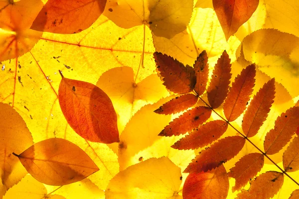 Жовте і червоне листя — стокове фото