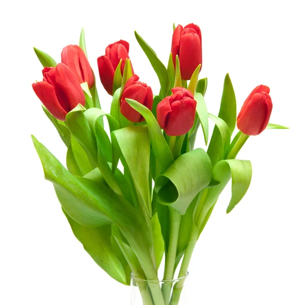 Тюльпани — стокове фото
