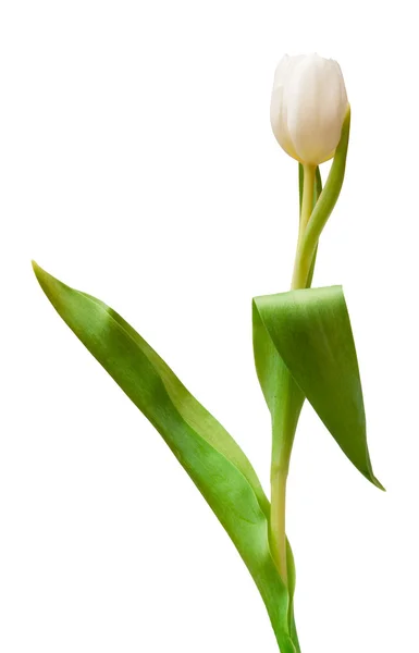 One tulip — Stock Photo, Image
