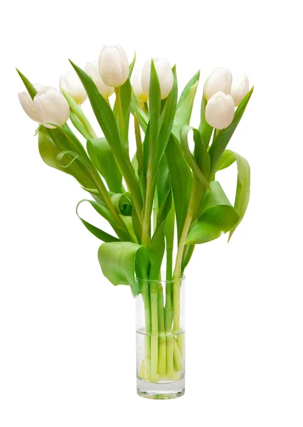 Bílé tulipány — Stock fotografie