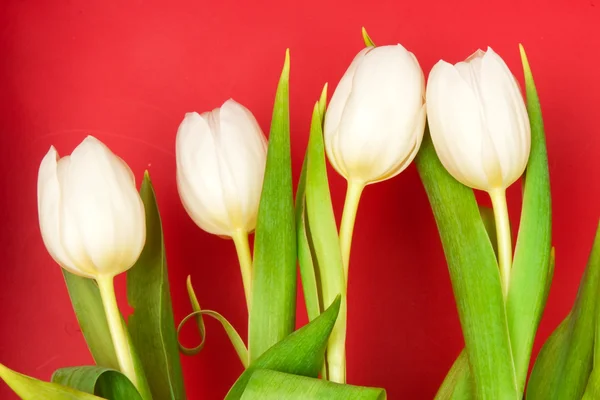 Tulipanes —  Fotos de Stock