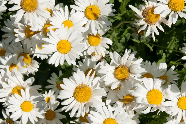 stock image Camomile