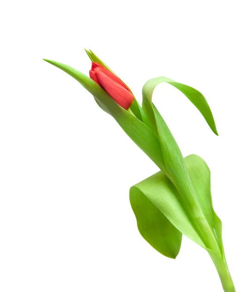 Red tulip Stock Picture