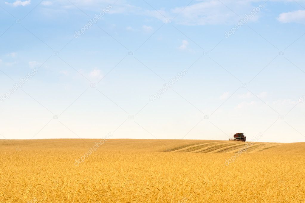 Grain harvester combine