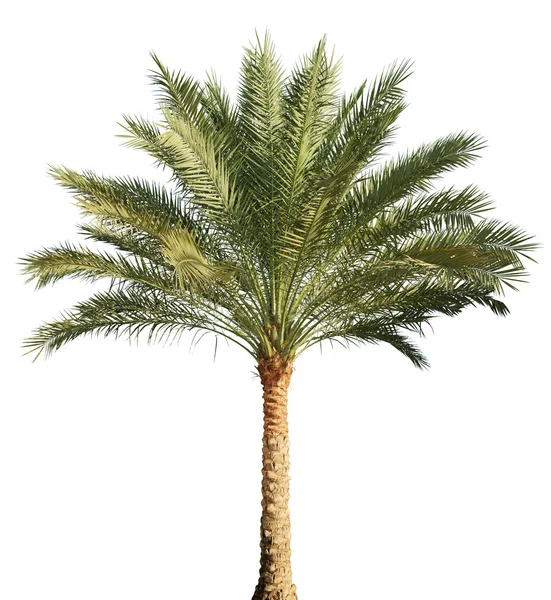 Palm tree isolated Stock Photo by ©Irochka 5146357