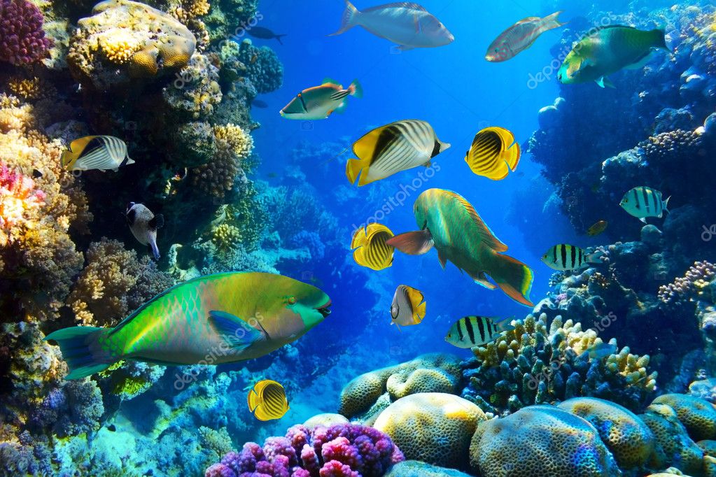 Coral colony and coral fish — Stock Photo © Irochka #5440896