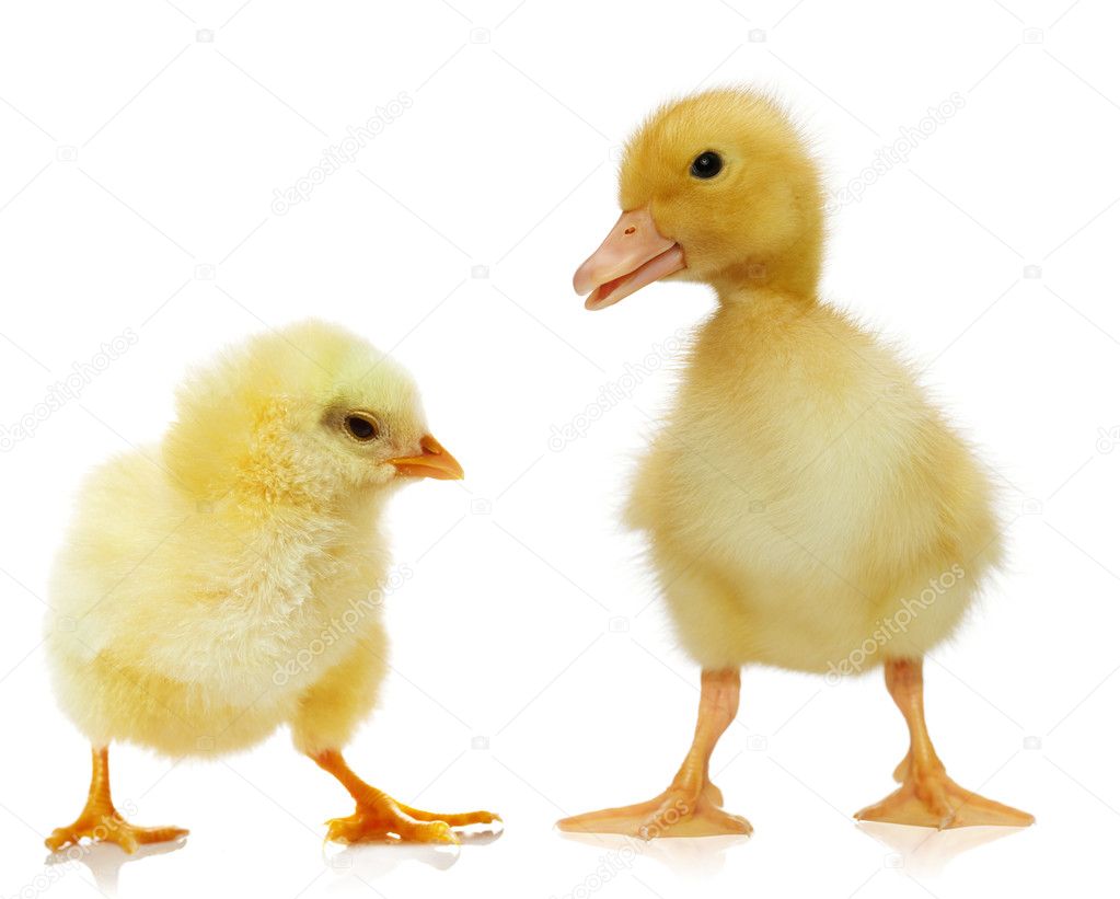 Chicken and duckling against white background — Stock Photo © Irochka ...