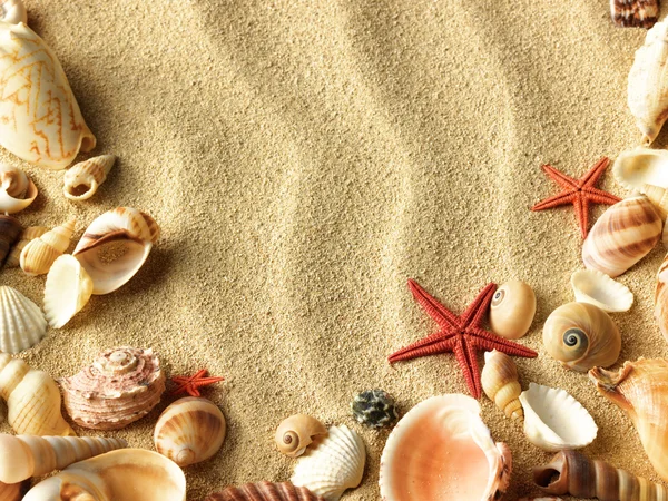 Sea shell on sand — Stock Photo © Irochka #5921693