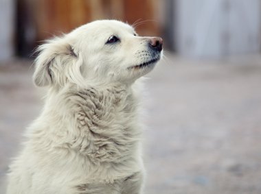 Portrait of homeless dogs on outdoor clipart