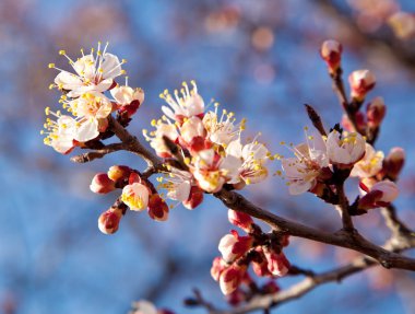 Branch of a white flowering apricots with a sunlight clipart