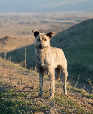 Asian wildlife dog in mountain clipart