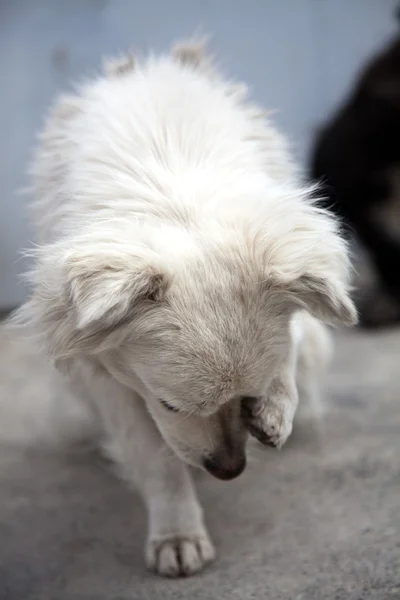 Cão tímido sem abrigo. Fechando o rosto com a pata — Fotografia de Stock
