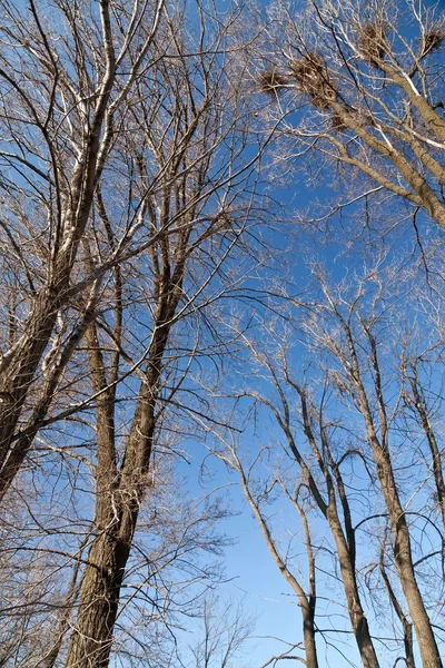 Early spring trees in upward view — Stok fotoğraf