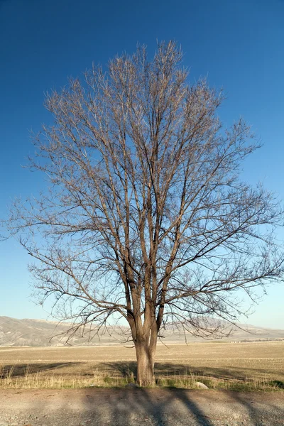 Old bare tree on bright blue sky background — Stock Photo, Image
