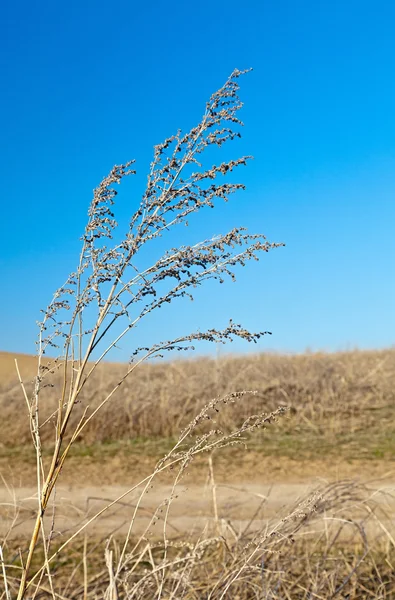 Hierba seca de rama —  Fotos de Stock