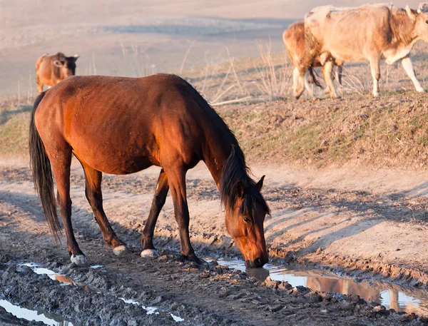 Питьевая лошадь — стоковое фото