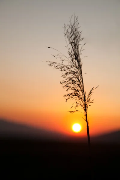 Einsames Unkraut und Sonnenuntergang — Stockfoto