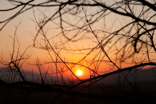 Západ slunce mezi větvemi stromů — Stock fotografie