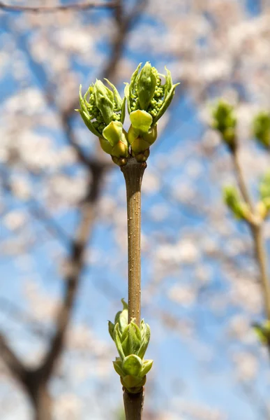 Green sprout young lilac — Stock Photo, Image