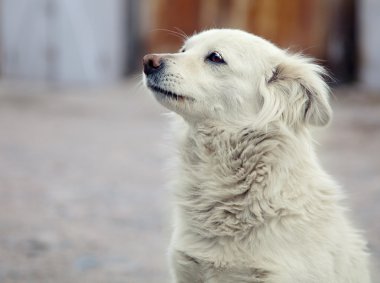 Portrait of homeless dogs on outdoor clipart