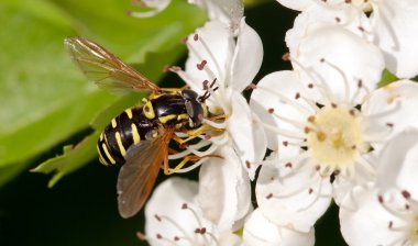 elma ağacı çiçek ve wasp portre