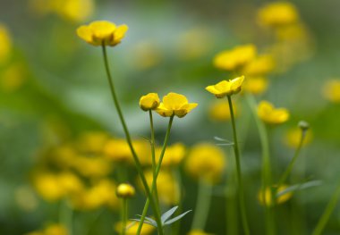 Green fields of beautiful yellow buttercups clipart