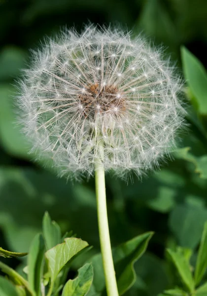 Dandelion close up in the grass — Stock Photo, Image