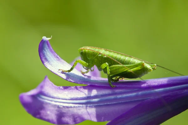 Grasshopper Close-up sits on a flower