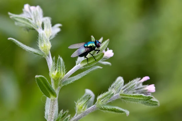 Зелёная муха на растении крупным планом — стоковое фото