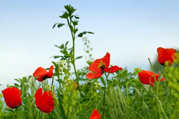 Poppies çayır — Stok fotoğraf