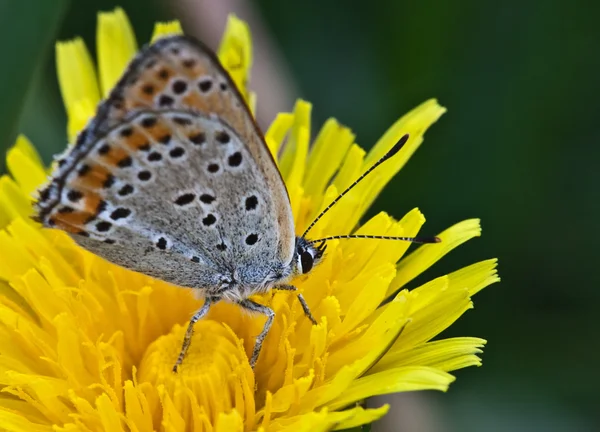 Butterfly closeup on yellow dandelion — Stock Photo, Image