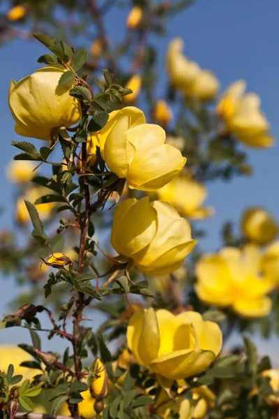 stock image Yellow mountain, wild rose closeup