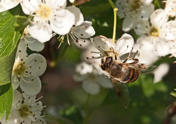 Apple boom bloem en bee close-up — Stockfoto