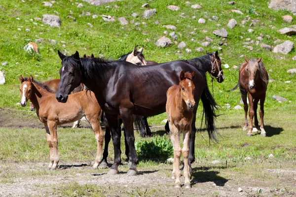 Лошади на лужайке — стоковое фото