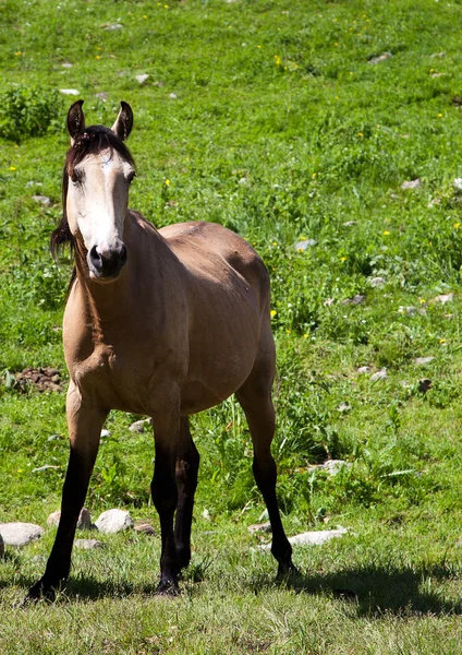 Het paard op het gazon — Stockfoto