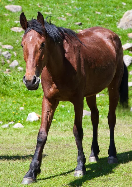 Лошадь на лужайке — стоковое фото