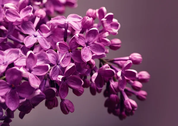 Closeup de lilás — Fotografia de Stock