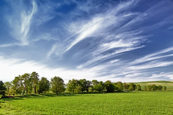 Кілька дерев на полі і хмарах — стокове фото