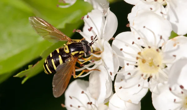 Alma virág, és a wasp Vértes — Stock Fotó