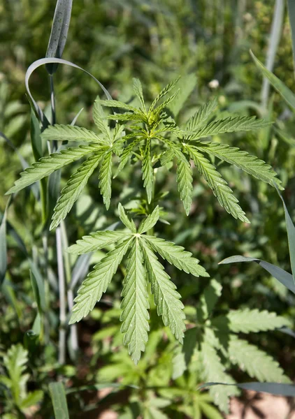 Cannabis Bush no campo — Fotografia de Stock