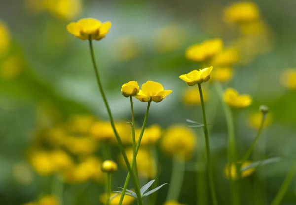 Πράσινα λιβάδια της όμορφο κίτρινο buttercups — Φωτογραφία Αρχείου