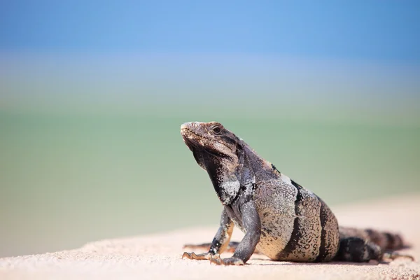 墨西哥鬣鳞蜥 — 图库照片