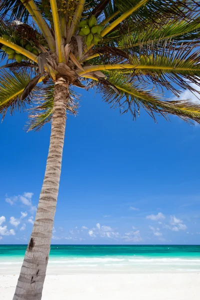 Кокосовая пальма на пляже — стоковое фото