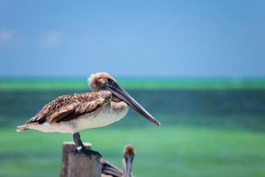 Brown pelican clipart