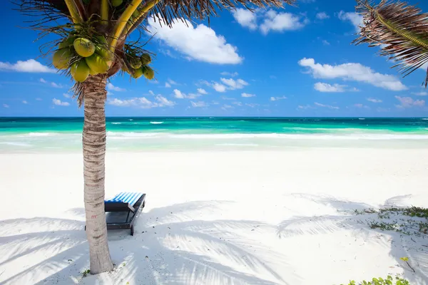 Kokosové palmy na pláži — Stock fotografie