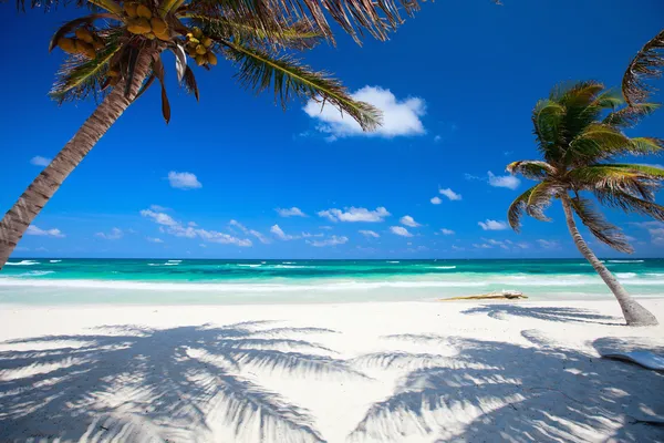 Кокосовые пальмы на пляже — стоковое фото